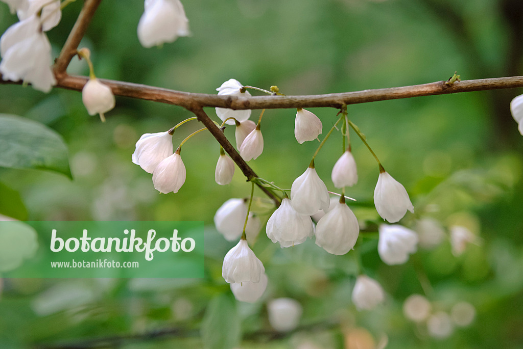 490062 - Perce-neige en arbre (Halesia monticola 'Rosea')