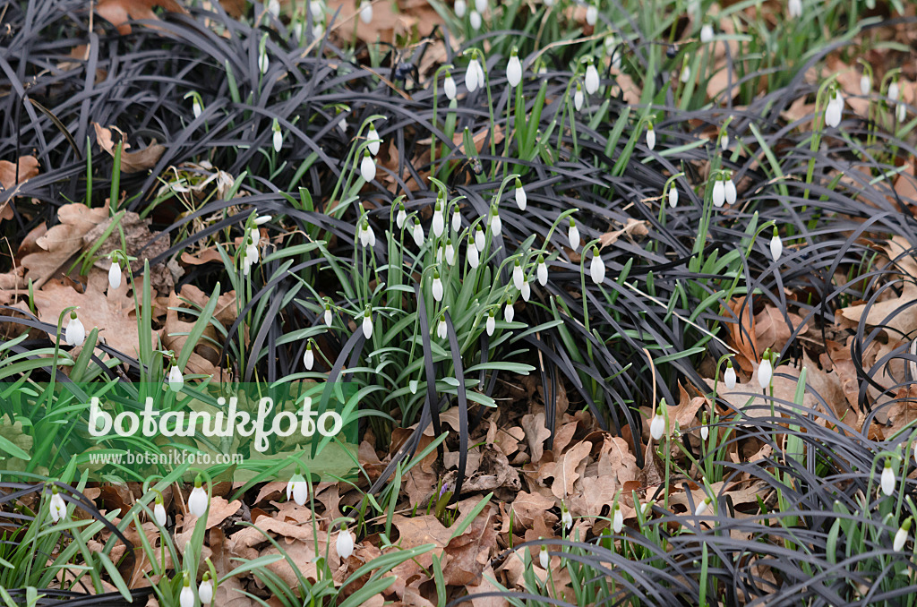 529150 - Perce-neige (Galanthus nivalis) et herbe aux turquoises (Ophiopogon planiscapus 'Nigrescens')