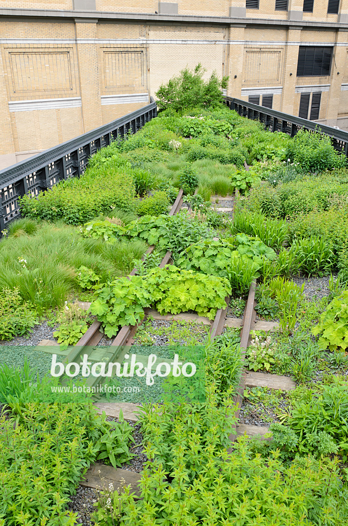 508101 - Perennial bed, High Line, New York, USA