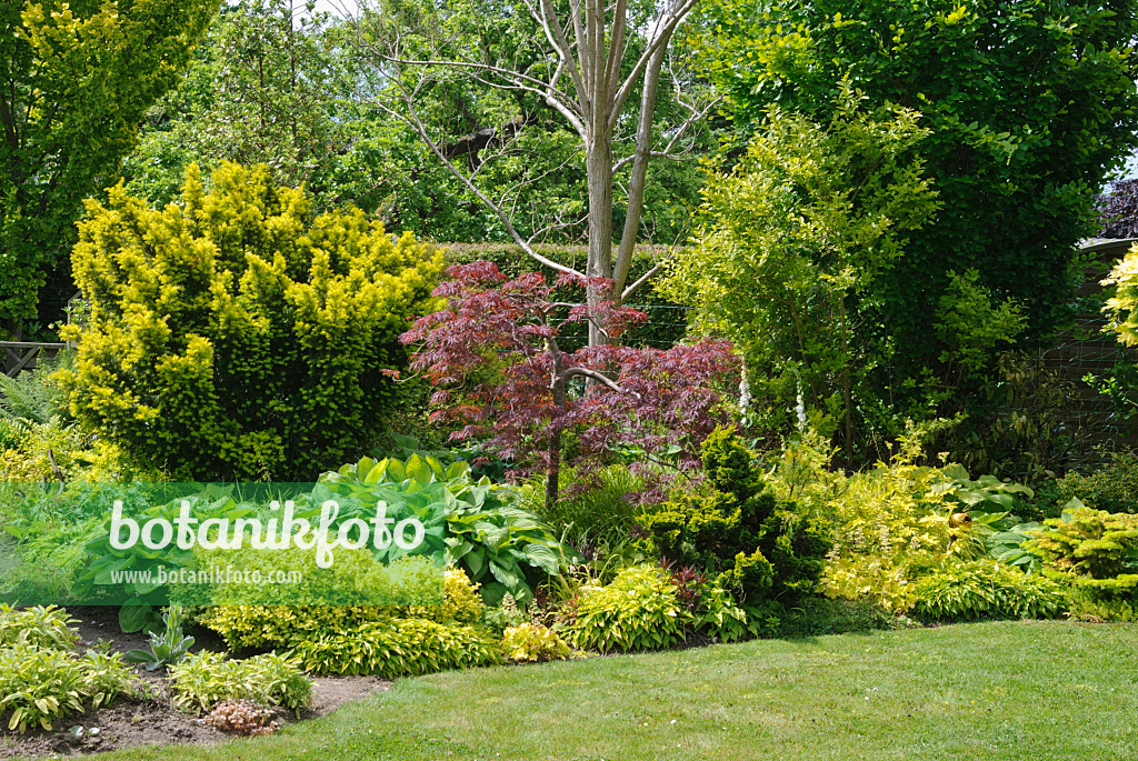 518025 - Perennial border with yellow-leaved plants