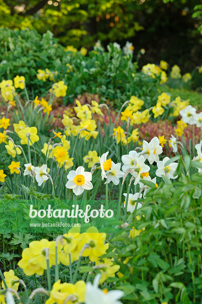 484055 - Perennial garden with daffodils (Narcissus)