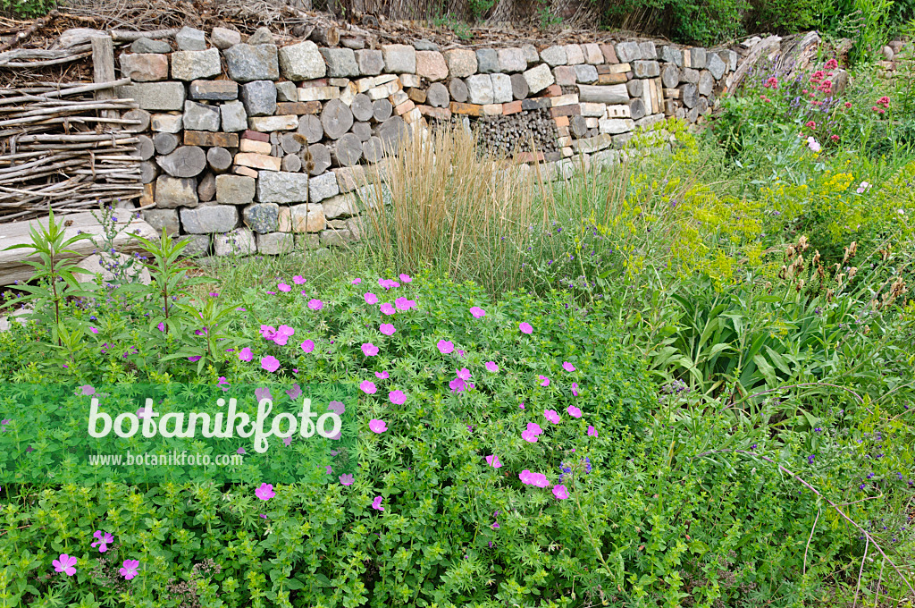 472417 - Perennial garden with dry stone wall