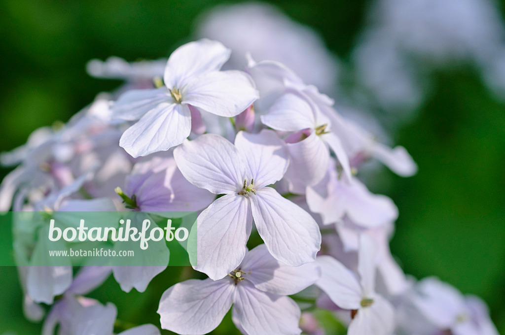 471177 - Perennial honesty (Lunaria rediviva)