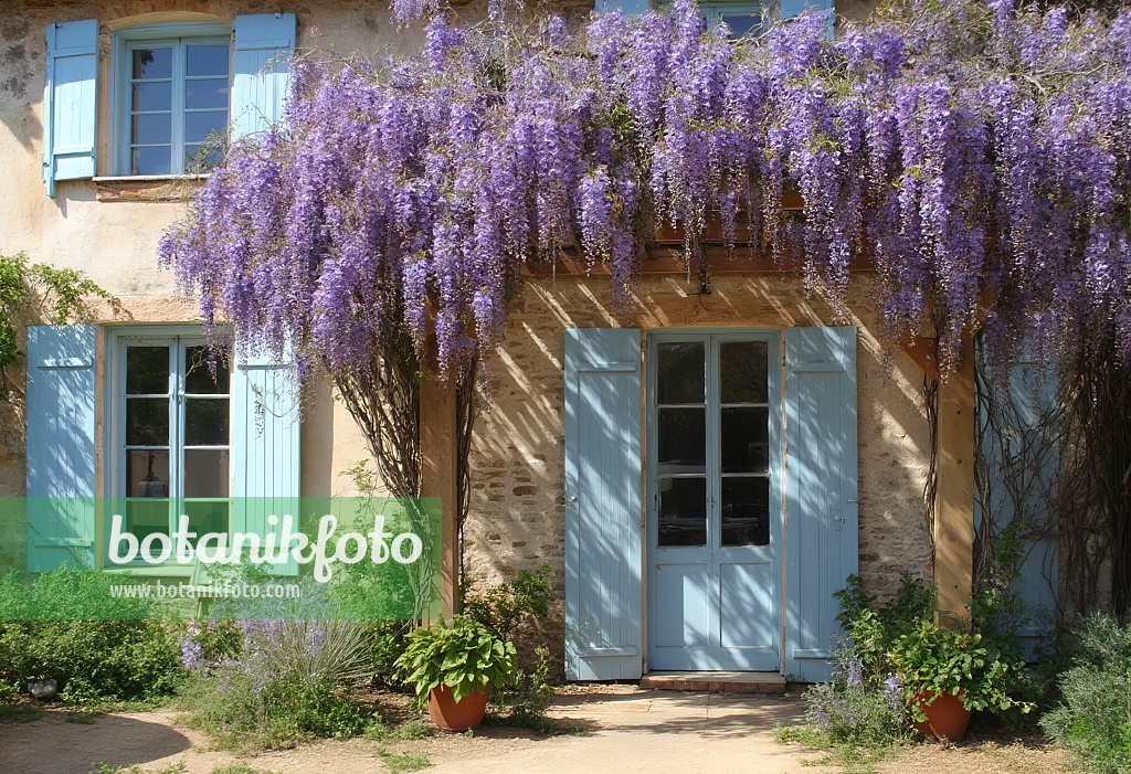 667066 - Pergola with blue rain in front of a French house with blue shutters