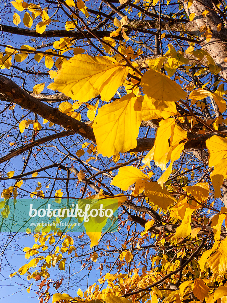 407004 - Persian ironwood (Parrotia persica)