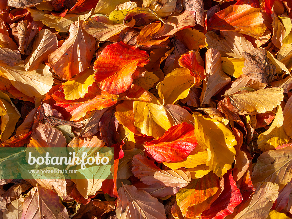431002 - Persian ironwood (Parrotia persica)
