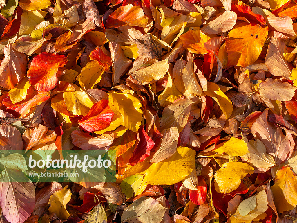431003 - Persian ironwood (Parrotia persica)