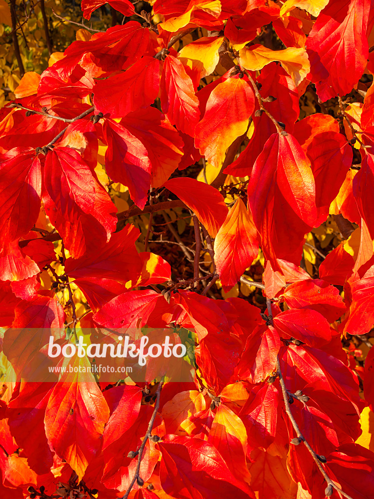 431054 - Persian ironwood (Parrotia persica)