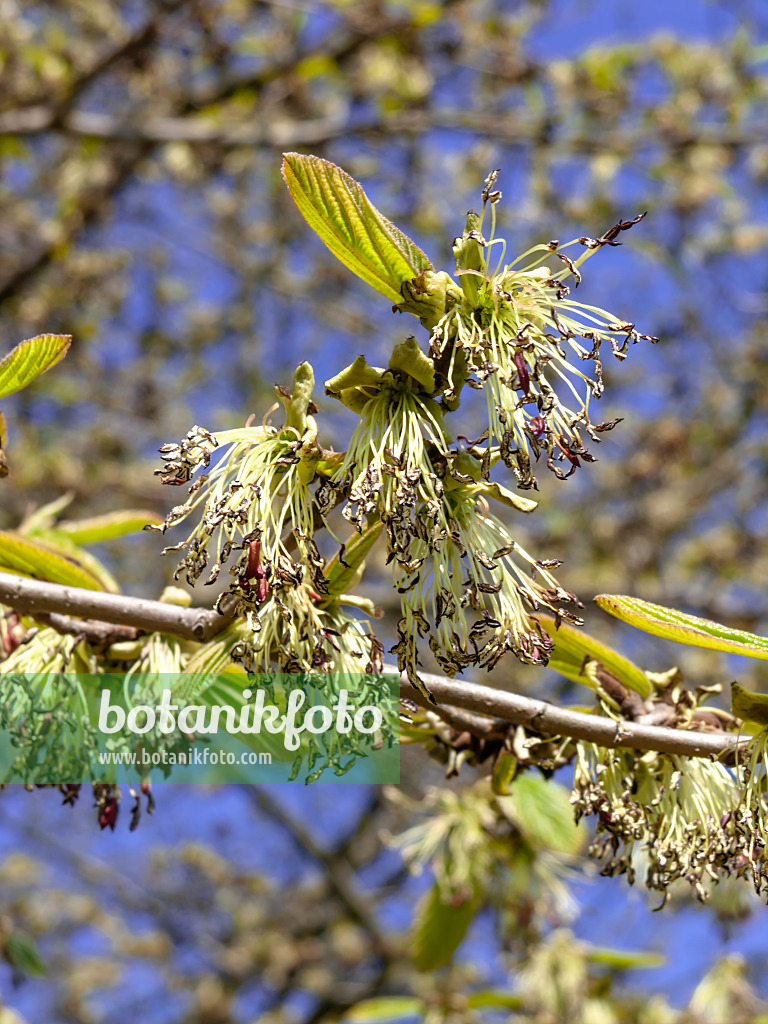 436245 - Persian ironwood (Parrotia persica)