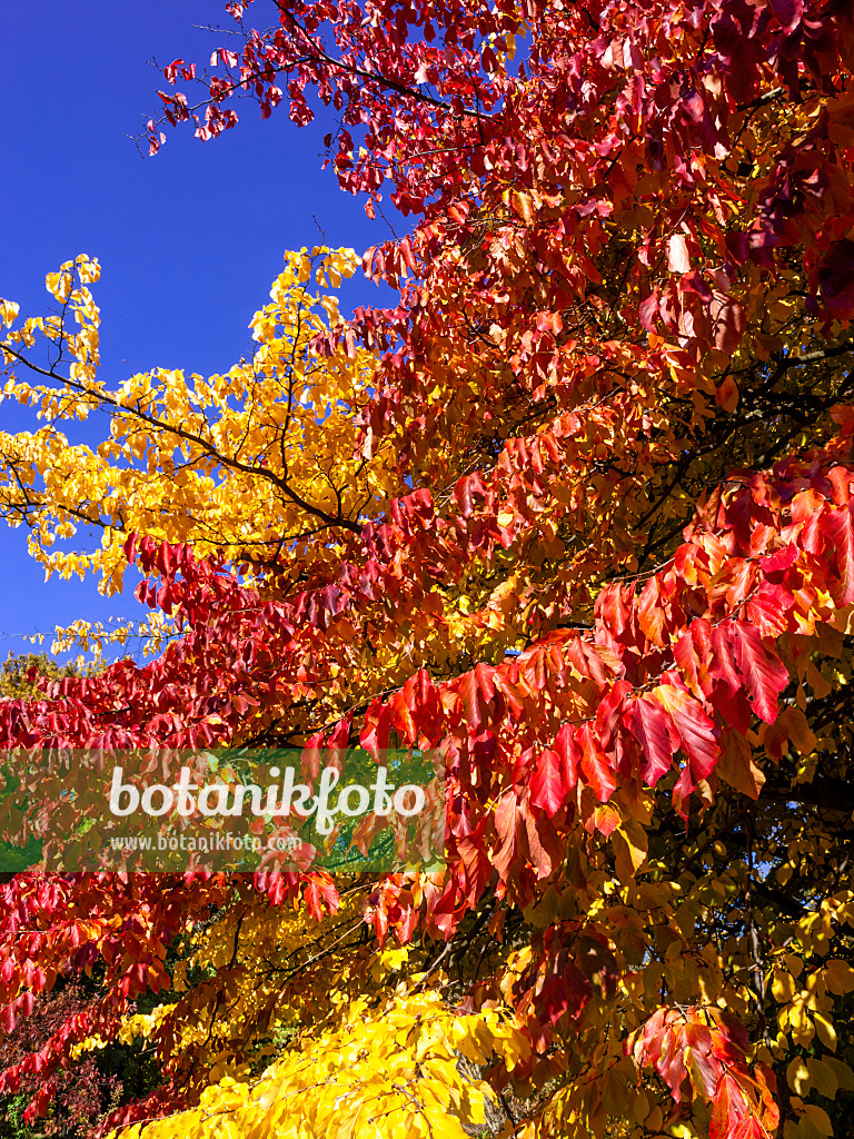465143 - Persian ironwood (Parrotia persica)