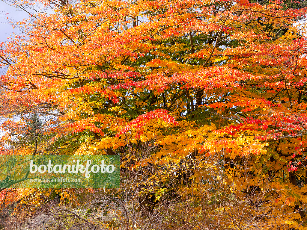 465220 - Persian ironwood (Parrotia persica)