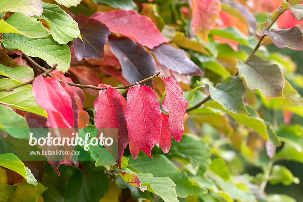 651421 - Persian ironwood (Parrotia persica)