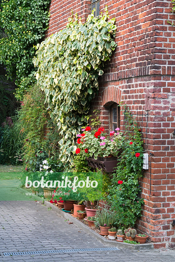 536199 - Persian ivy (Hedera colchica 'Dentata Variegata') and pelargoniums (Pelargonium) in front of a brick wall