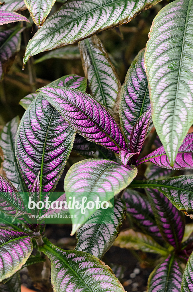 534494 - Persian shield (Strobilanthes dyeriana)