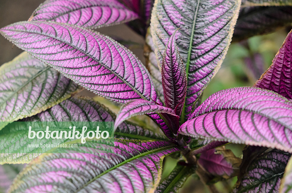 534495 - Persian shield (Strobilanthes dyeriana)