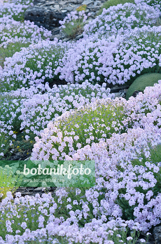 556039 - Persian stone cress (Aethionema grandiflorum)