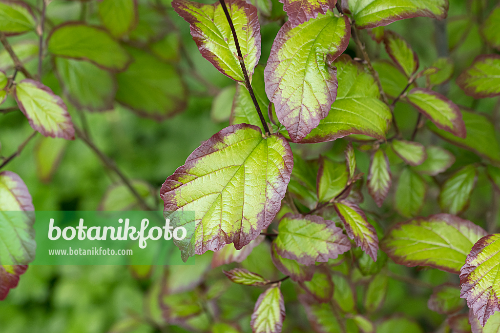 664284 - Persische Parrotie (Parrotia persica 'Persian Spire')