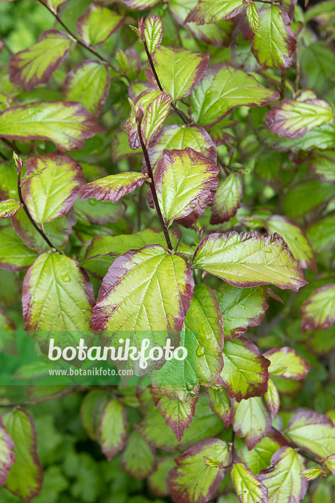 664285 - Persische Parrotie (Parrotia persica 'Persian Spire')
