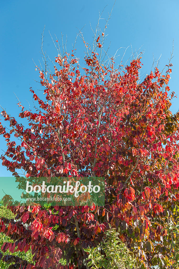 664283 - Persische Parrotie (Parrotia persica 'Vanessa')
