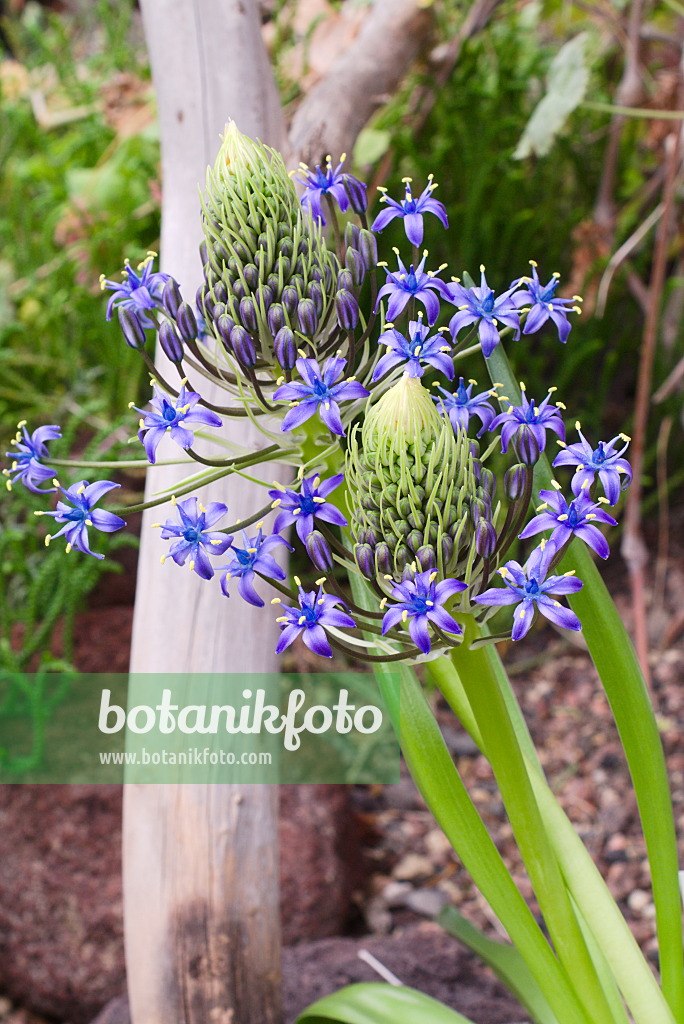 672058 - Peruanischer Blaustern (Scilla peruviana)