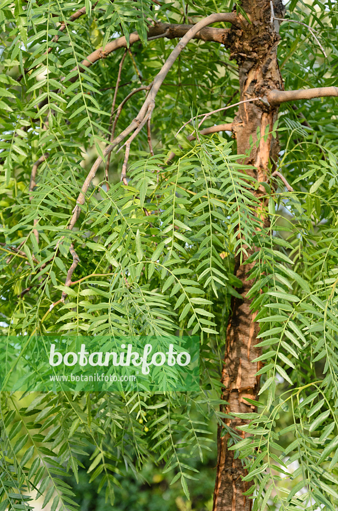 571053 - Peruvian pepper (Schinus molle)
