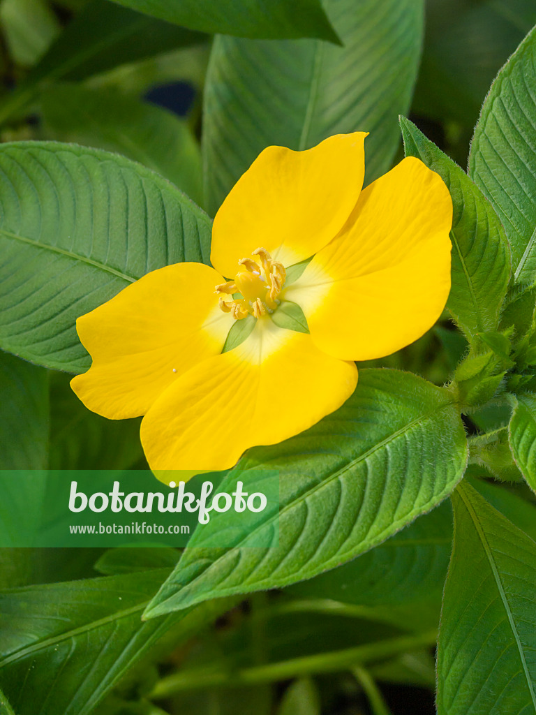 406013 - Peruvian water primrose (Ludwigia peruviana)