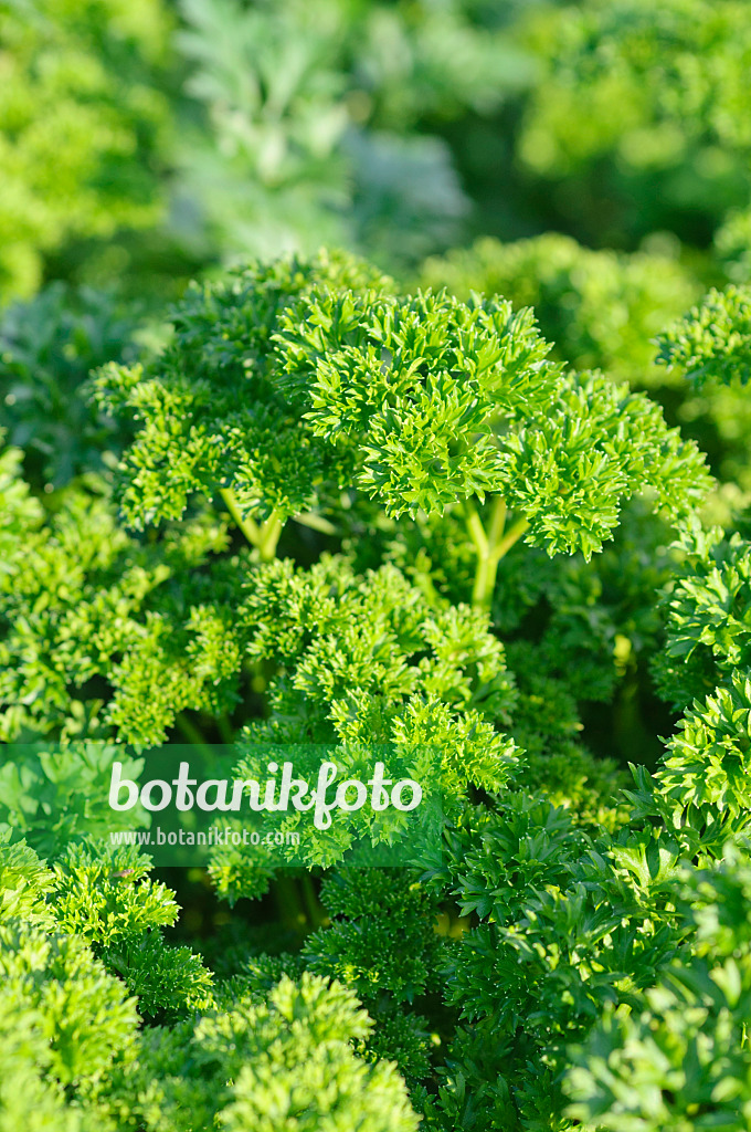 487272 - Petersilie (Petroselinum crispum)