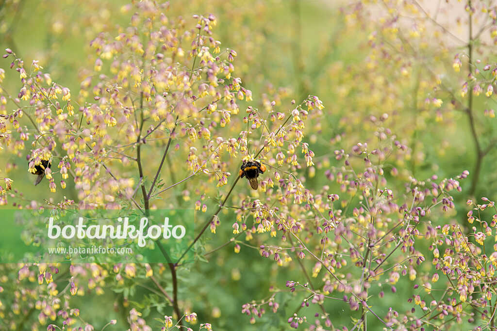 675377 - Petit pigamon (Thalictrum minus)