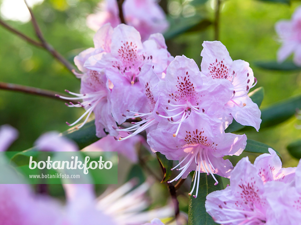 437172 - Petit rhododendron (Rhododendron minus)