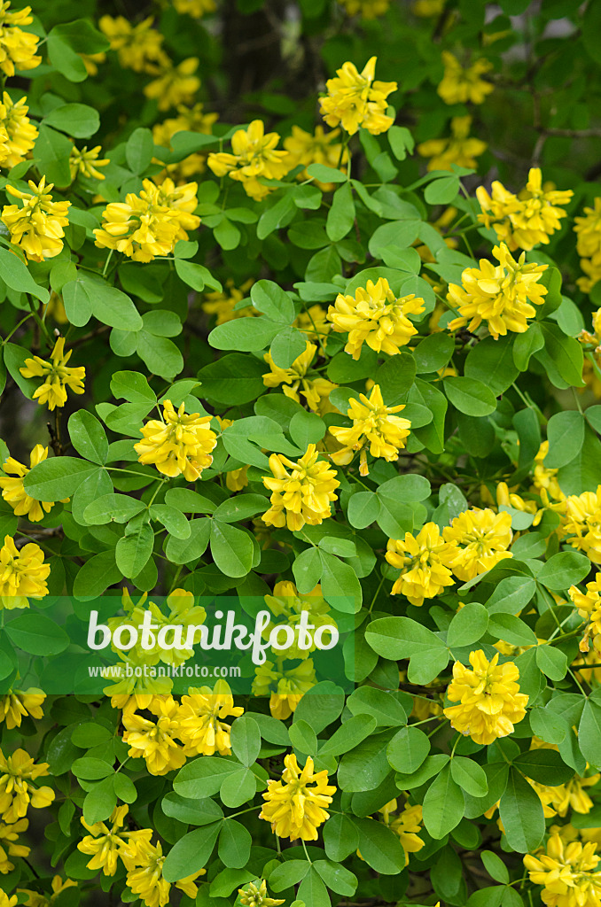 520239 - Petterie (Petteria ramentacea)