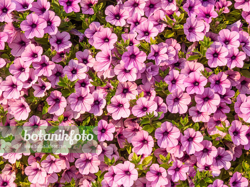 417027 - Petunia (Petunia)