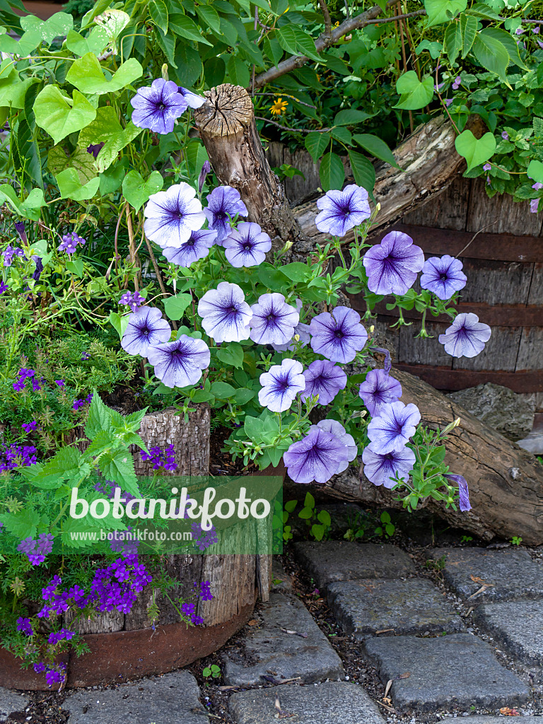 439294 - Petunia (Petunia) in a flower tub