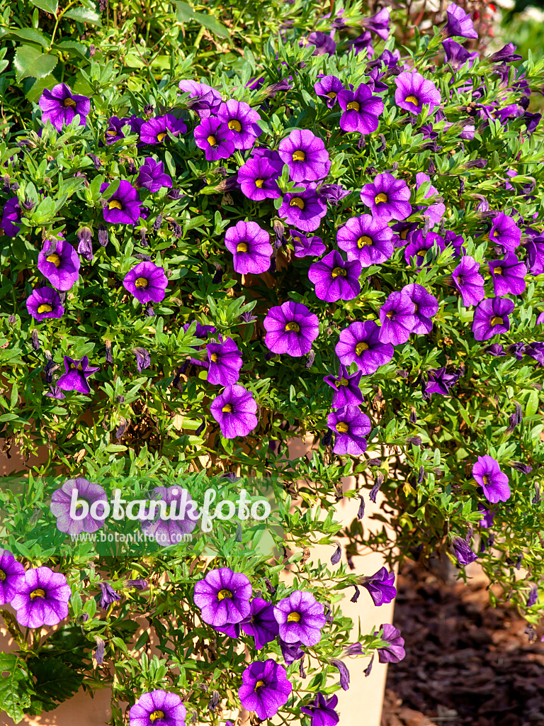 441181 - Petunia (Petunia) in a flower tub