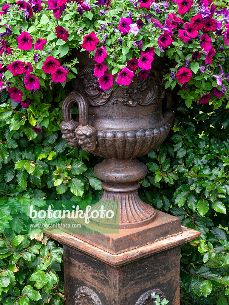 463113 - Petunia (Petunia) in a flower tub