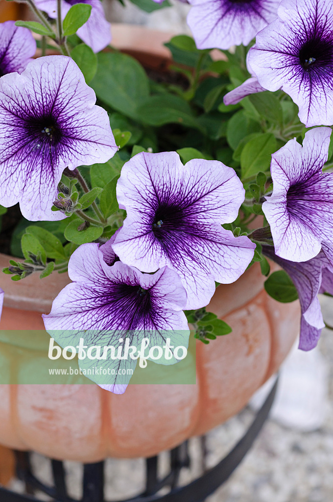473128 - Petunia (Petunia) in a flower tub