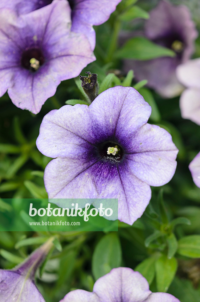 548029 - Petunia (Petunia Surprise Grape)