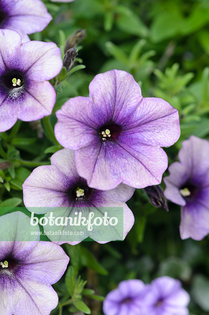 548030 - Petunia (Petunia Surprise Grape)