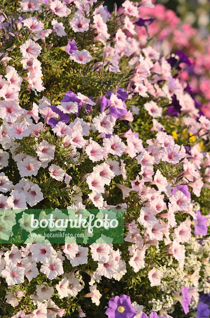 548072 - Petunias (Petunia)