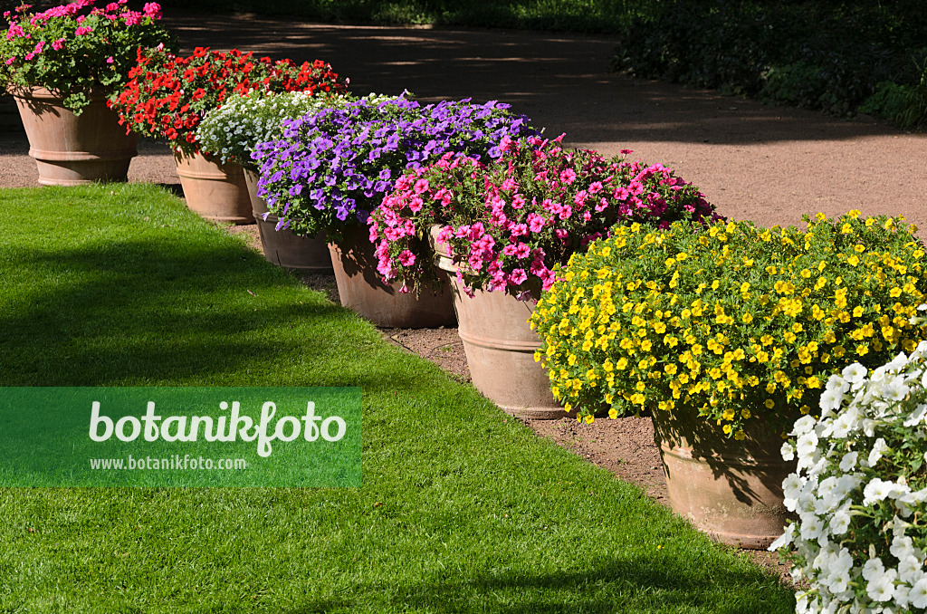 571006 - Petunias (Petunia) and Calibrachoa in flower tubs