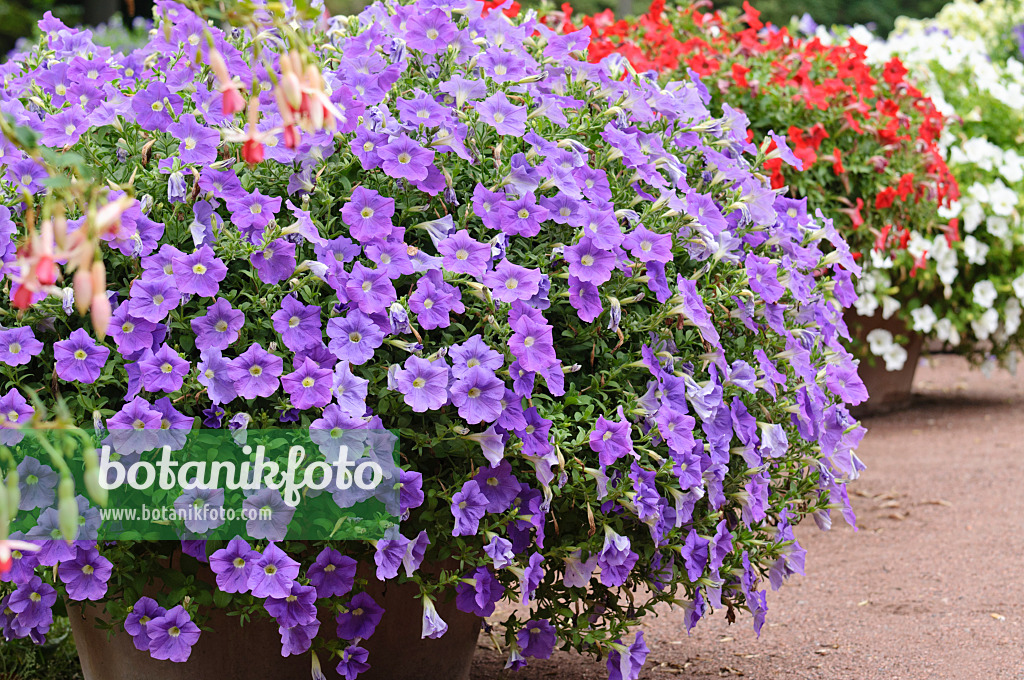 486188 - Pétunias (Petunia) dans des bacs à fleurs