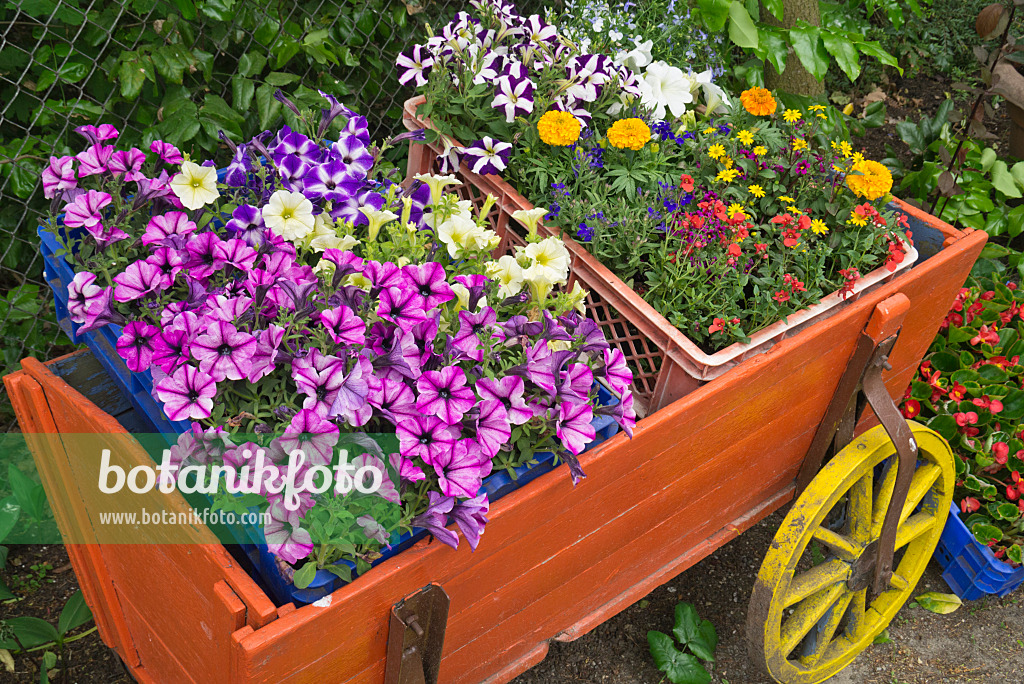 608054 - Pétunias (Petunia) et autres fleurs d'été dans une charrette à bras