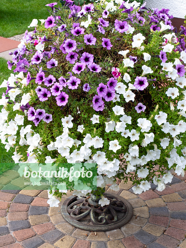 476176 - Petunias (Petunia) in a flower tub