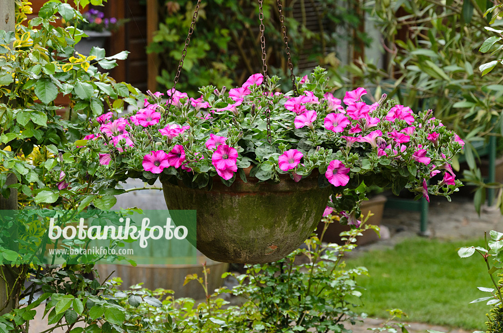544113 - Petunias (Petunia) in a hanging basket