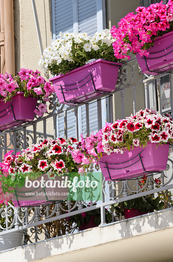 533186 - Petunias (Petunia) in flower boxes