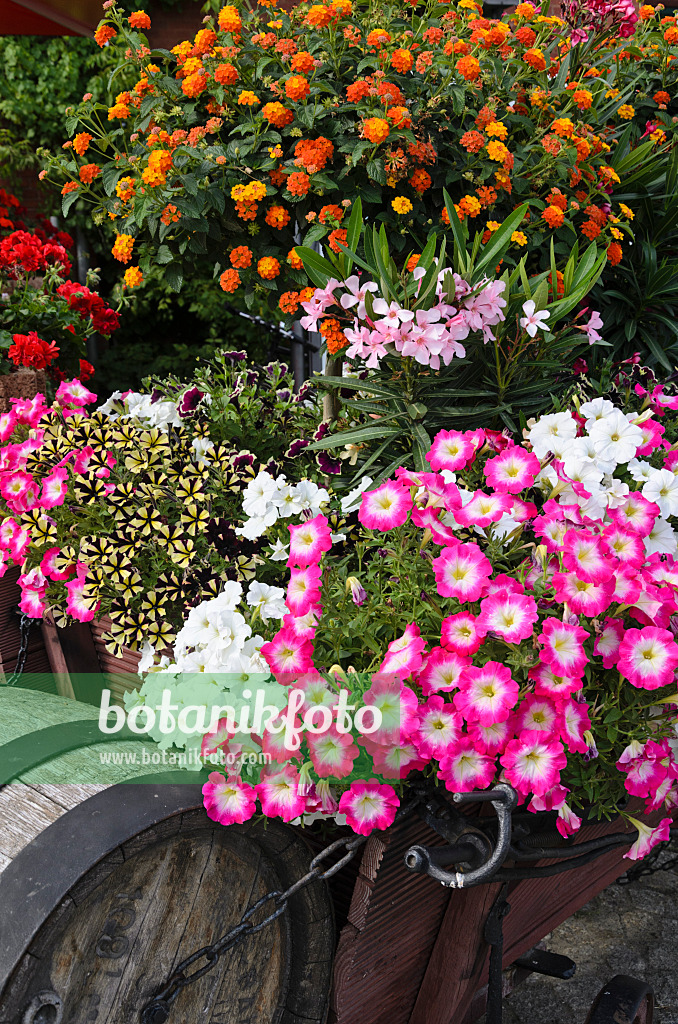 522060 - Pétunias (Petunia), lauriers roses (Nerium oleander) et thés de Gambie (Lantana camara)