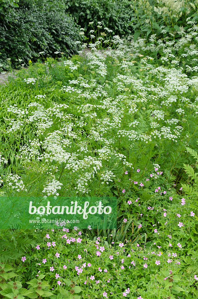496315 - Peucedan (Peucedanum)
