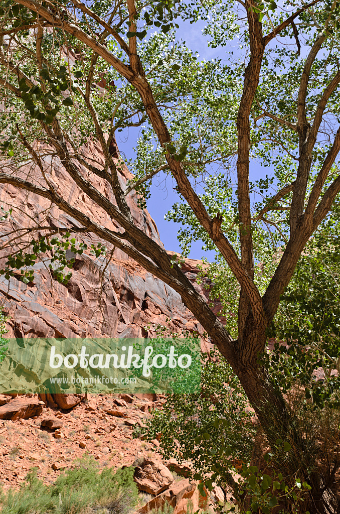 508316 - Peuplier (Populus fremontii), Hunters Canyon, Utah, États-Unis