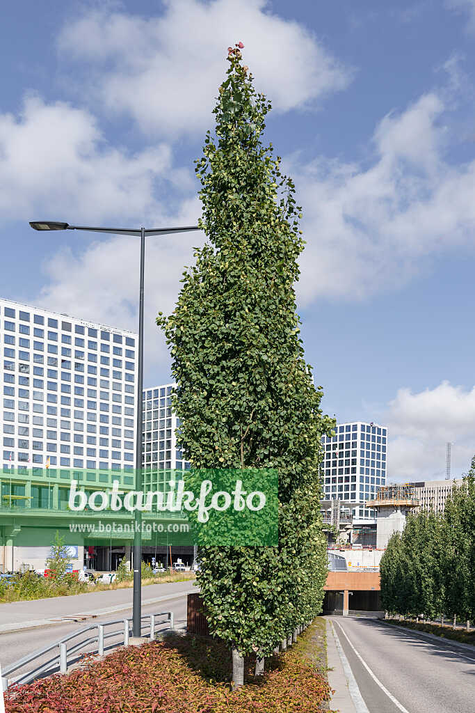 675289 - Peuplier tremble (Populus tremula 'Erecta')