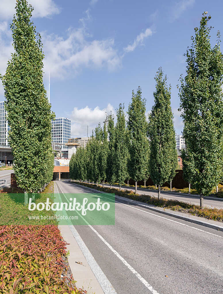 675290 - Peuplier tremble (Populus tremula 'Erecta')