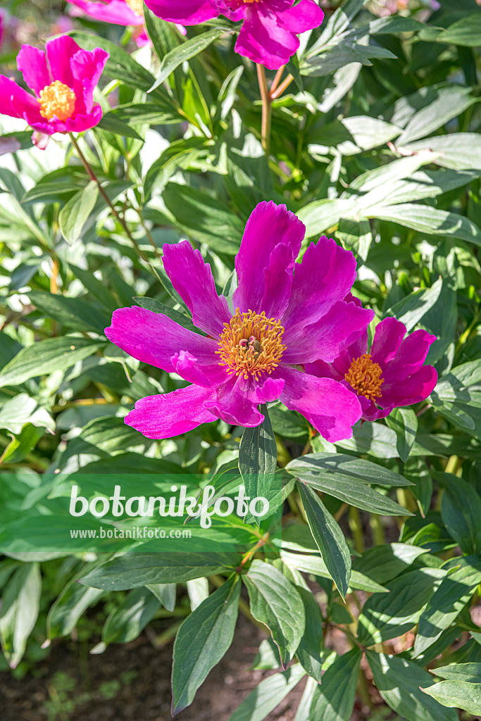 664281 - Pfingstrose (Paeonia lactiflora 'Little Medicine Man')